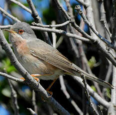 Fauvette de Moltoni