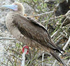 Fou à pieds rouges