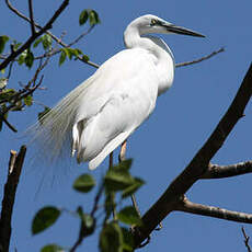 Grande Aigrette