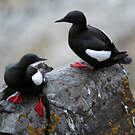 Guillemot à miroir