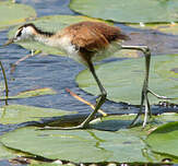 Jacana à poitrine dorée