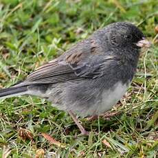 Junco ardoisé