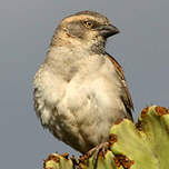 Moineau roux