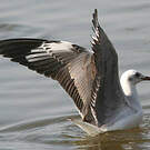 Mouette à tête grise