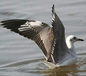 Mouette à tête grise