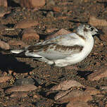 Mouette des Andes