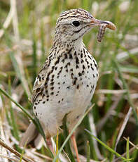 Pipit correndera