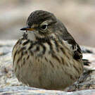 Pipit farlousane