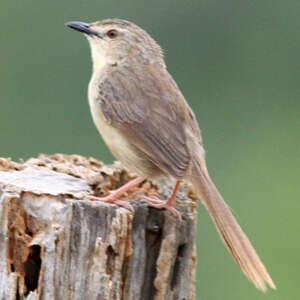 Prinia des montagnes