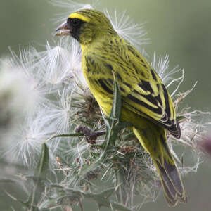 Serin à diadème