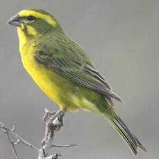 Serin de Sainte-Hélène