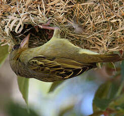 Tisserin du Cap