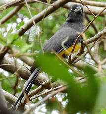 Trogon à tête noire