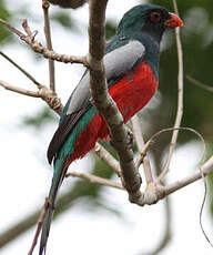 Trogon de Masséna