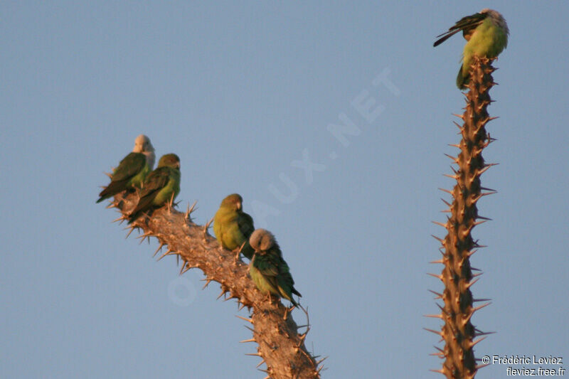 Grey-headed Lovebird