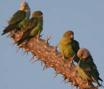 Grey-headed Lovebird