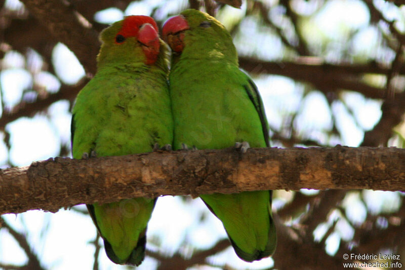 Black-winged Lovebird adult