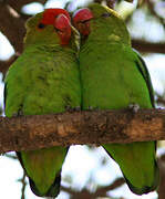 Black-winged Lovebird