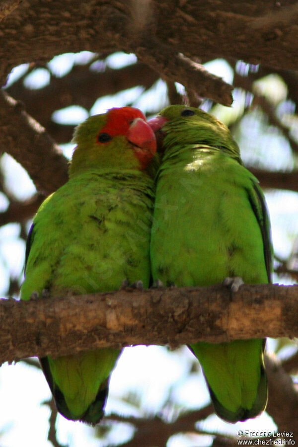 Black-winged Lovebird adult