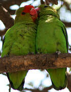 Black-winged Lovebird