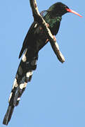 Green Wood Hoopoe