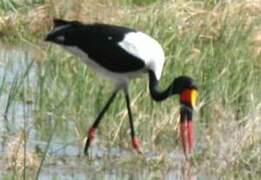 Saddle-billed Stork