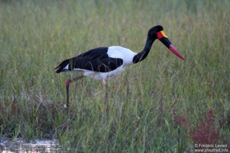 Saddle-billed Storkadult