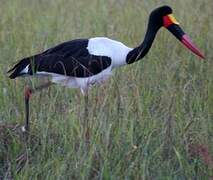 Saddle-billed Stork