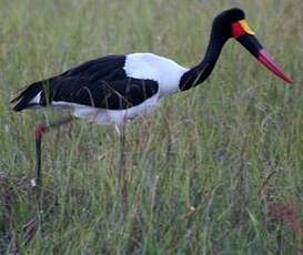 Jabiru d'Afrique