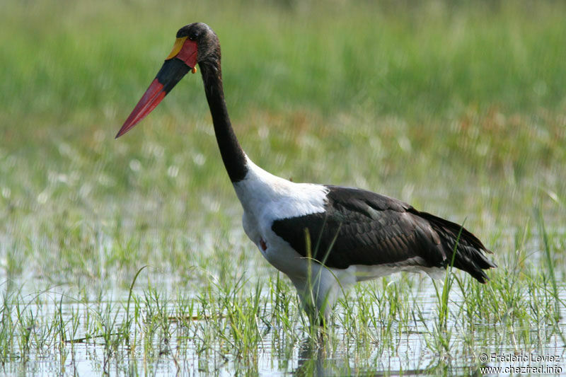 Jabiru d'Afrique mâle adulte