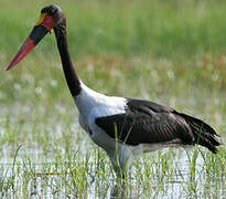 Saddle-billed Stork