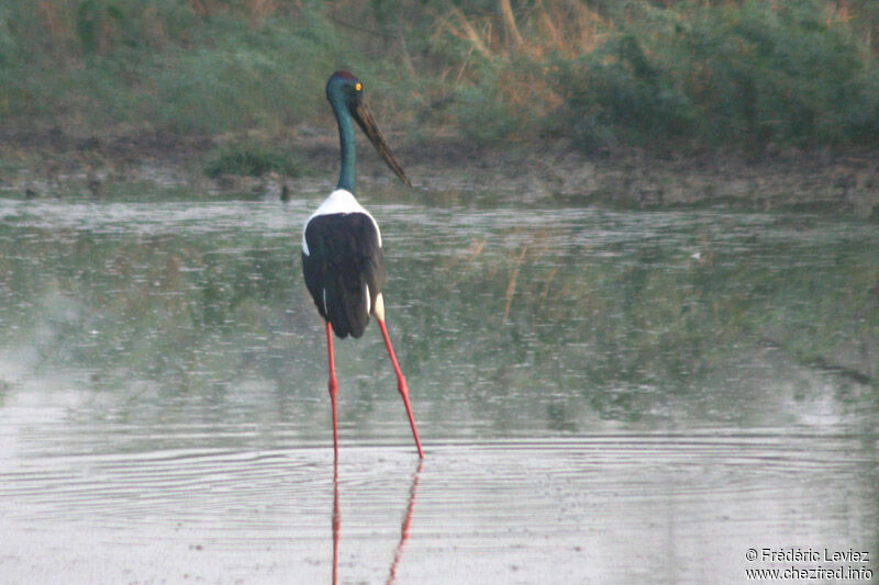 Black-necked Storkadult