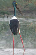 Black-necked Stork