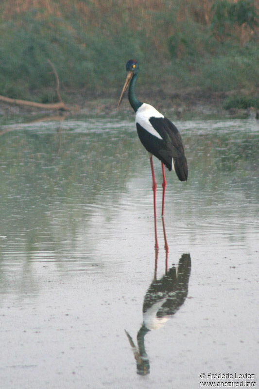 Black-necked Storkadult