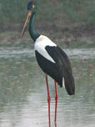 Black-necked Stork