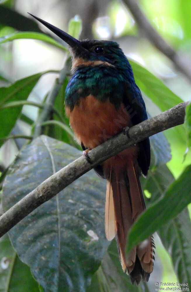 Jacamar à queue rousse femelle adulte, identification