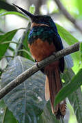 Rufous-tailed Jacamar