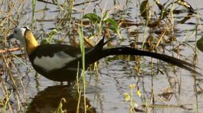 Jacana à longue queue