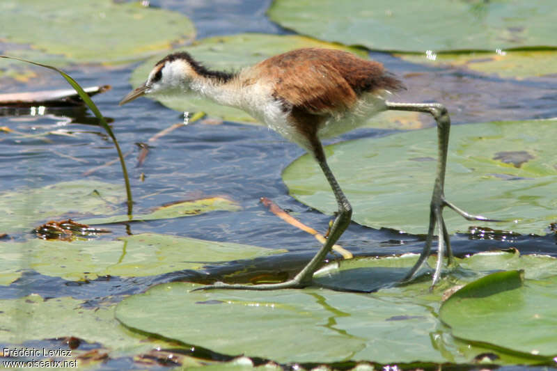 Jacana à poitrine doréejuvénile, habitat, pigmentation, marche