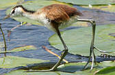 Jacana à poitrine dorée