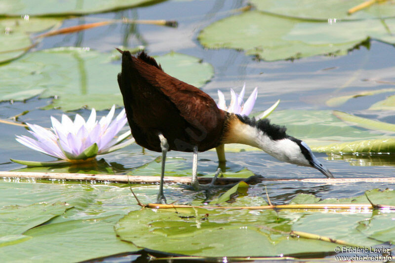 Jacana à poitrine doréeadulte