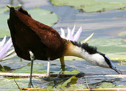 Jacana à poitrine dorée