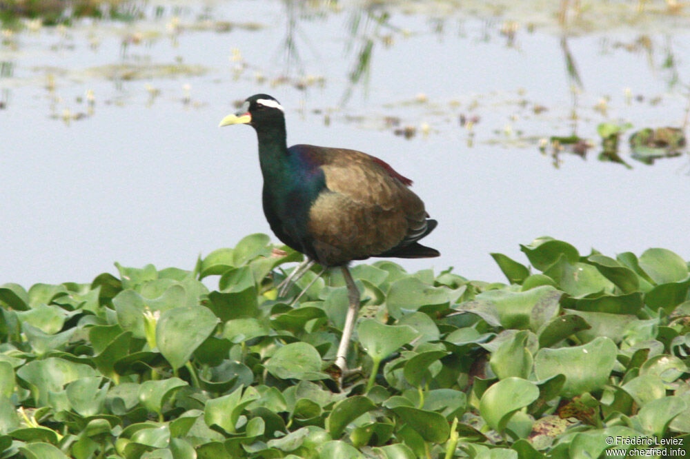 Bronze-winged Jacanaadult, identification