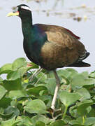 Bronze-winged Jacana