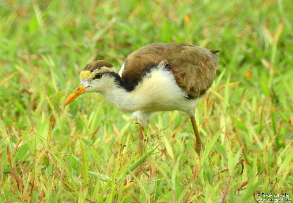 Jacana du Mexiquejuvénile