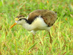 Northern Jacana