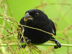 Blue-black Grassquit