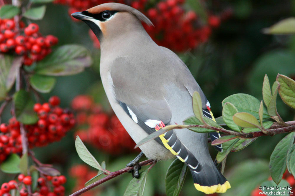 Bohemian Waxwing female adult, identification