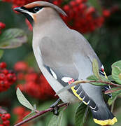 Bohemian Waxwing