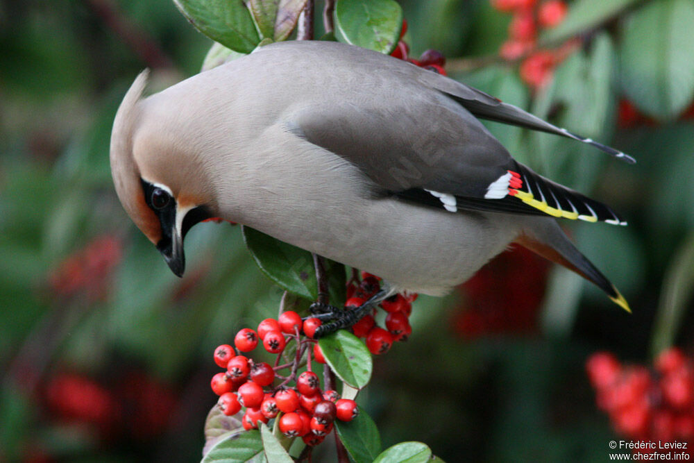 Bohemian Waxwingadult, identification, feeding habits, Behaviour